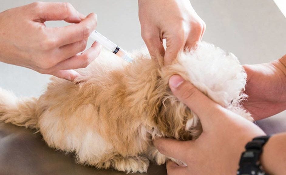 Vaccinations for your dog the upshot social