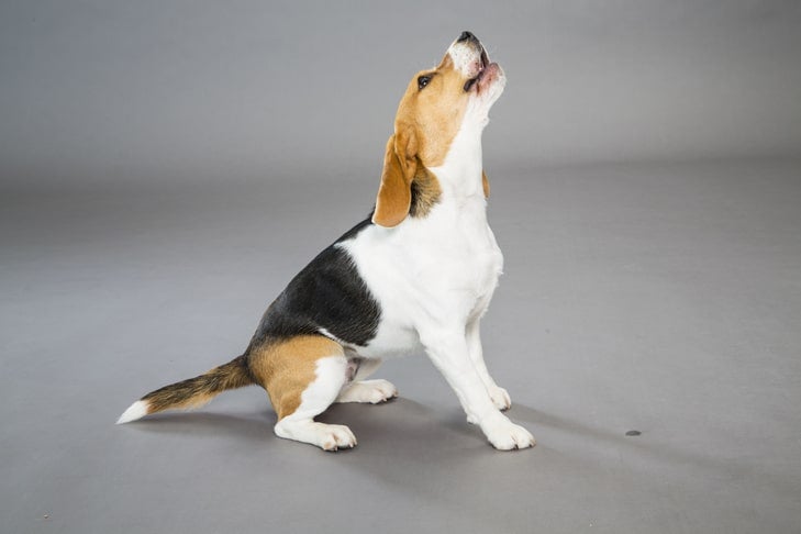 does a kerry beagle puppy bark loudly