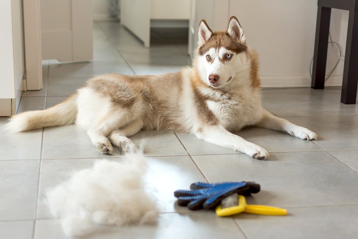 Different Things You Can Do with Your Dog's Hair - Very Important Paws