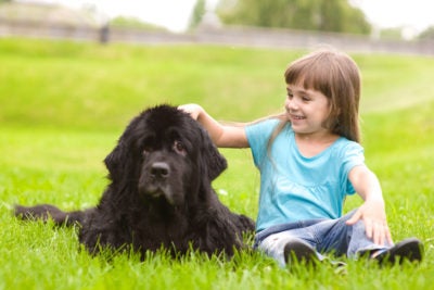 Basic Dog Training: Obedience Commands & Dog Training 101