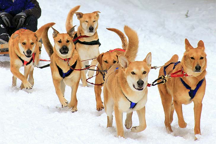 are sled dogs still used today
