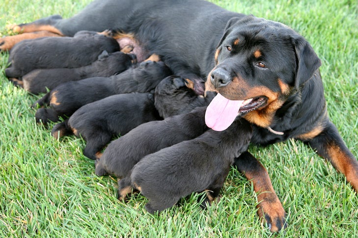 how long are dogs nursed
