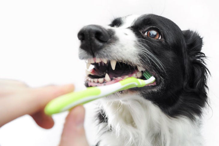 Dog brushing teeth