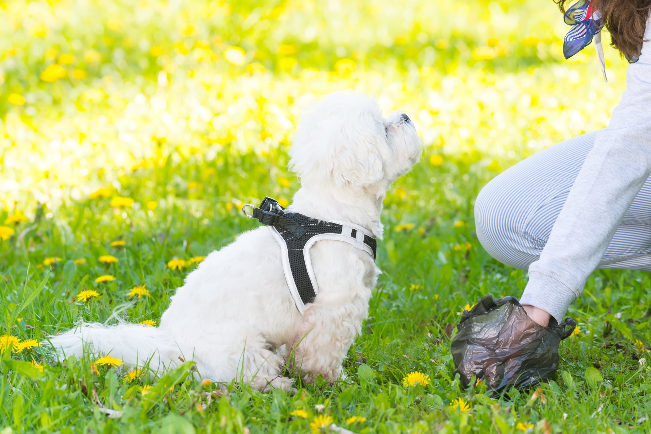 why does my older dog eat poop