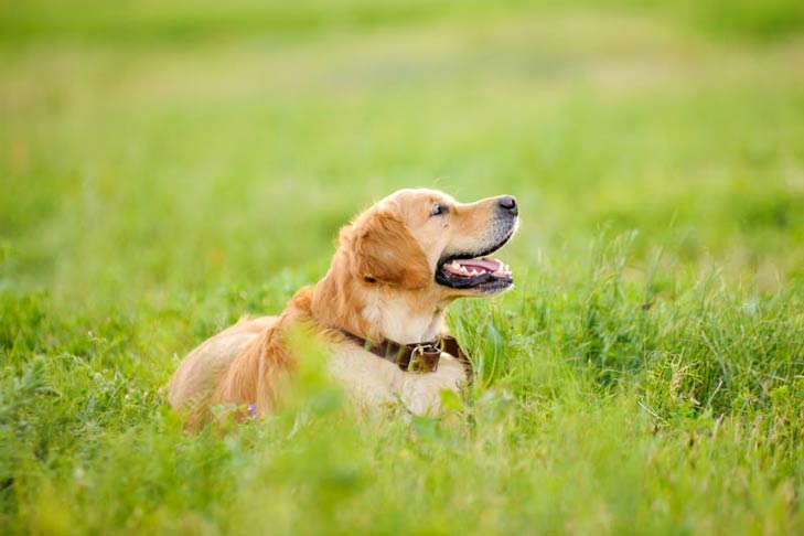 How Often Do Dogs Go Into Heat - American Kennel Club