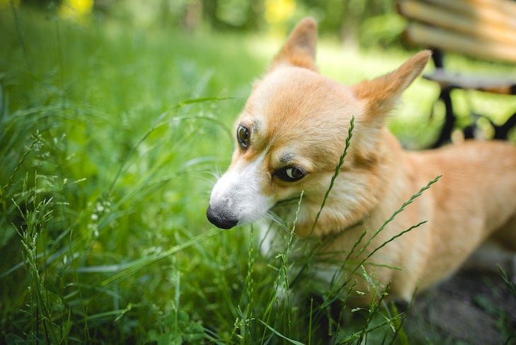 what does it mean when a dog eatds grass