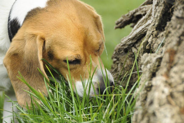 can you get sick from picking up dog poop