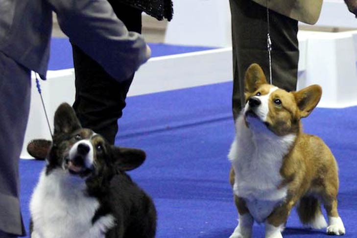 How corgis became the hottest dog of 2019