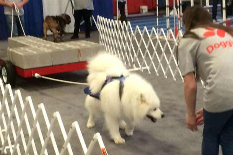 how much weight can a dog pull on a sled