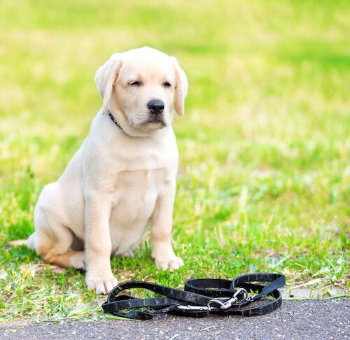 how to train a labrador puppy to sit