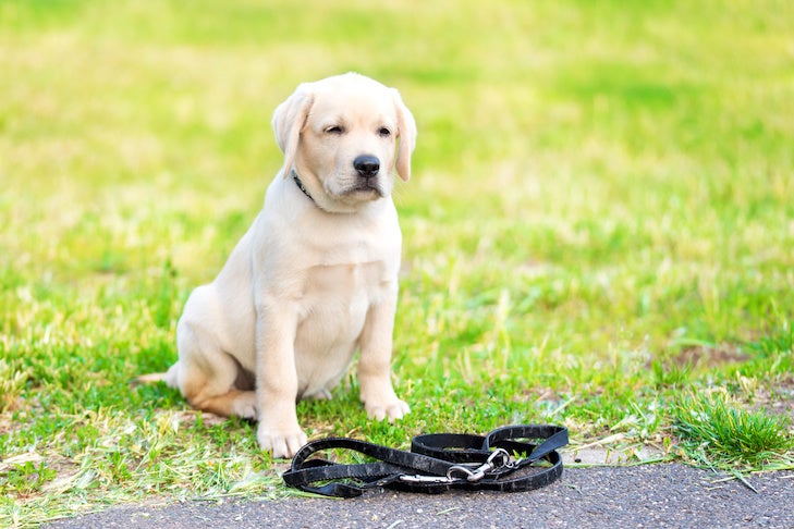 what does it mean when your dog suddenly cant walk