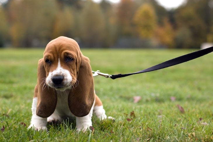 at what age should you start training your puppy