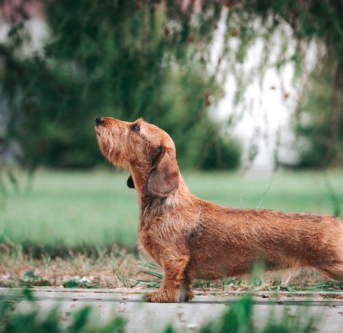 How To Train A Dog To Stand On Its Hind Legs