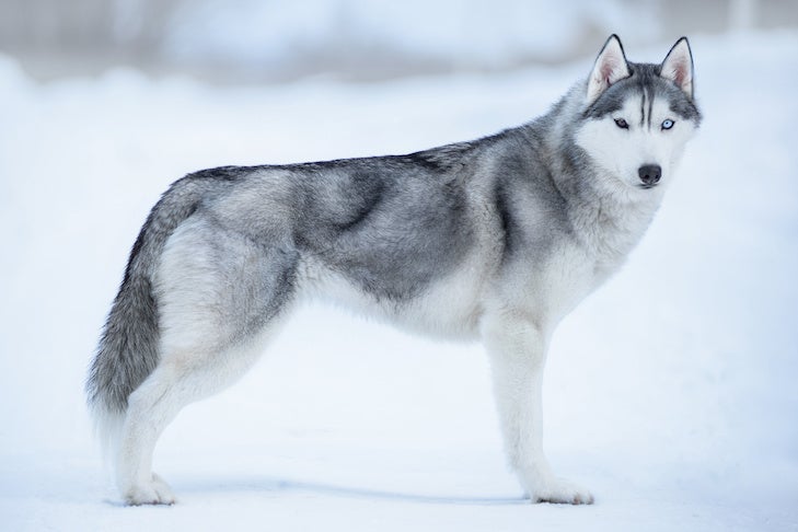 Siberian Husky Standing In Profile Outdoors In The Winter 