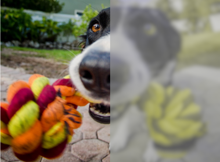 What Color Do Dogs Avoid? Uncover the Surprising Truth!