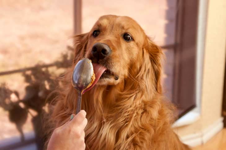 can dogs eat duck poop