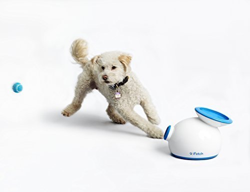 Toys to Keep Your Dog Busy While You Work from Home