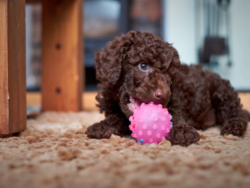 The Best Types of Toys for Bored Dogs