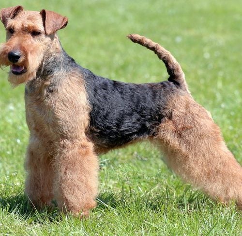 are terrier mix dogs hypoallergenic