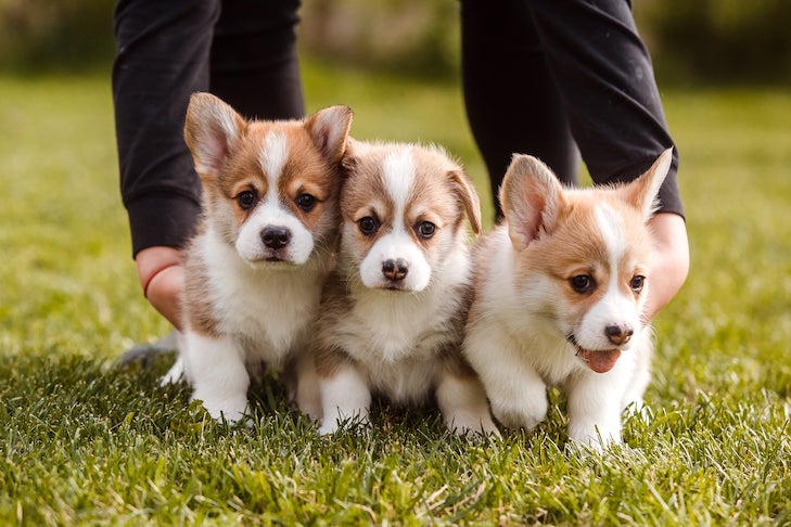 Puppies – American Kennel Club