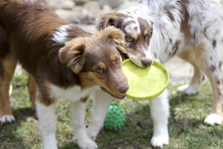 https://www.akc.org/wp-content/uploads/2016/03/Australian-Shepherd-puppies-playing-with-a-flying-disc-together-outdoors.jpeg
