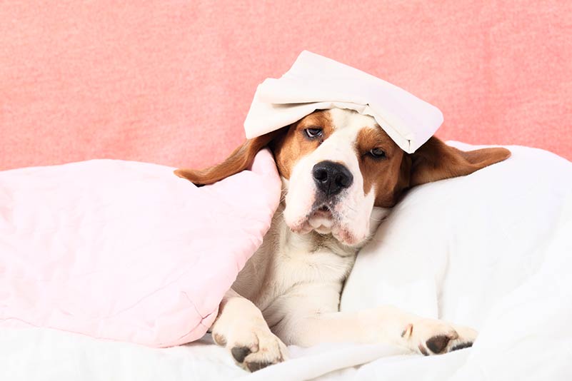 What do you do when your dog has a fever Fever In Dogs Causes Symptoms Treatment