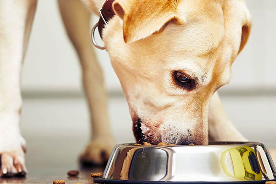 A guide to probiotics for dogs, The Dog Blog