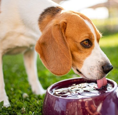 https://www.akc.org/wp-content/uploads/2016/06/Beagle-drinking-water-from-a-bowl-in-the-yard-1-500x487.jpeg