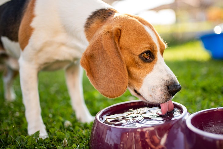 https://www.akc.org/wp-content/uploads/2016/06/Beagle-drinking-water-from-a-bowl-in-the-yard-1.jpeg