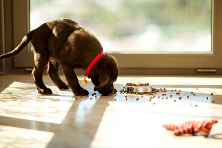 Dog with Bloody Diarrhea: Understanding Causes, Treatment, and Prevention - Mnepo Pets