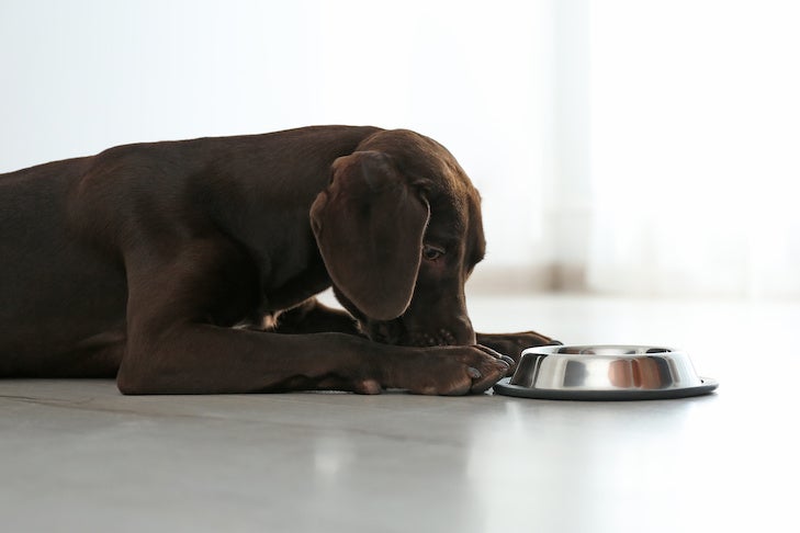 Can Dogs Eat Eggs? – American Kennel Club
