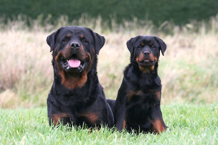 how do rottweilers look?