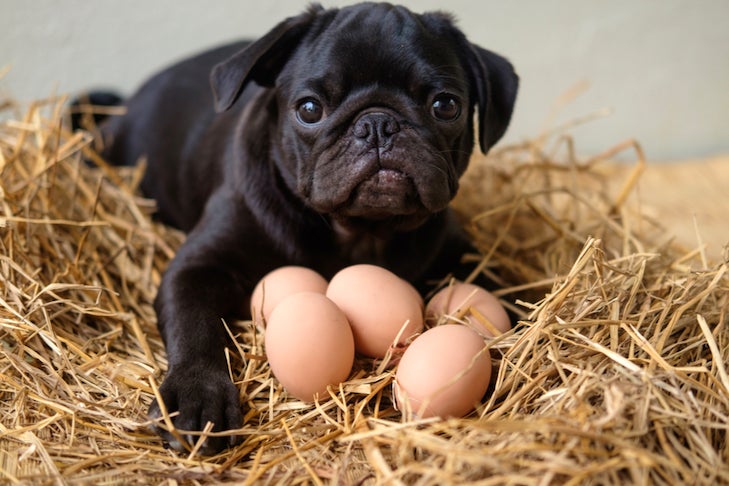 Dog Girll Zxxnxx - Can Dogs Eat Eggs? â€“ American Kennel Club