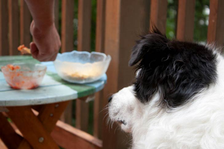 Can Dogs Eat Avocado? - American Kennel Club