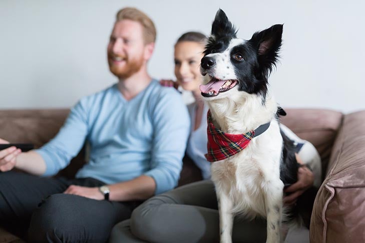 Border Collie watching tv on the couch with couple.