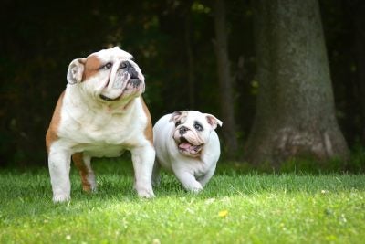 puppy and adult dog playing outside - bulldog puppy 3 months and adult 6 years