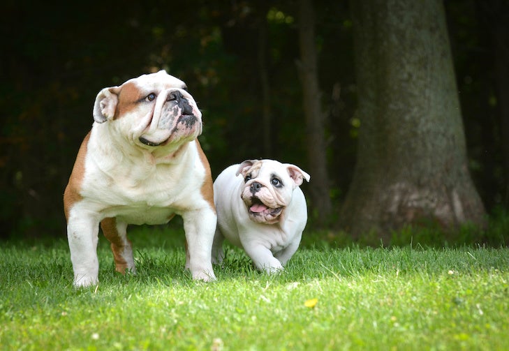 7 Most Popular Bulldog Breeds: English, French & More