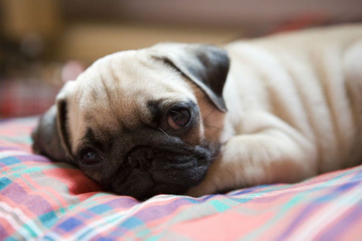can parasites cause weight loss for dogs