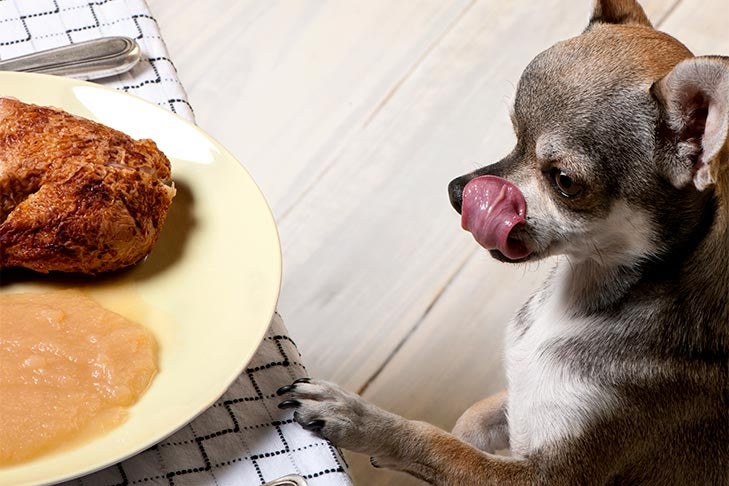 Chihuahua licking its lips looking at a place of food on the kitchen table.