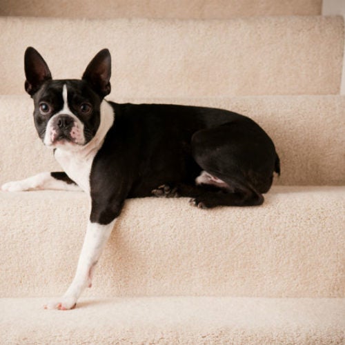 are stairs bad for large dogs