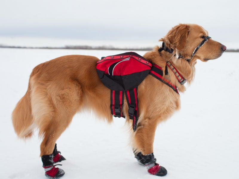 Best Dog Boots for Winter \u0026 Cold 
