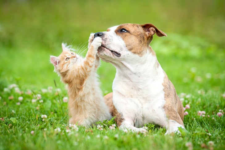 how can i prevent my dog from eating cat poop