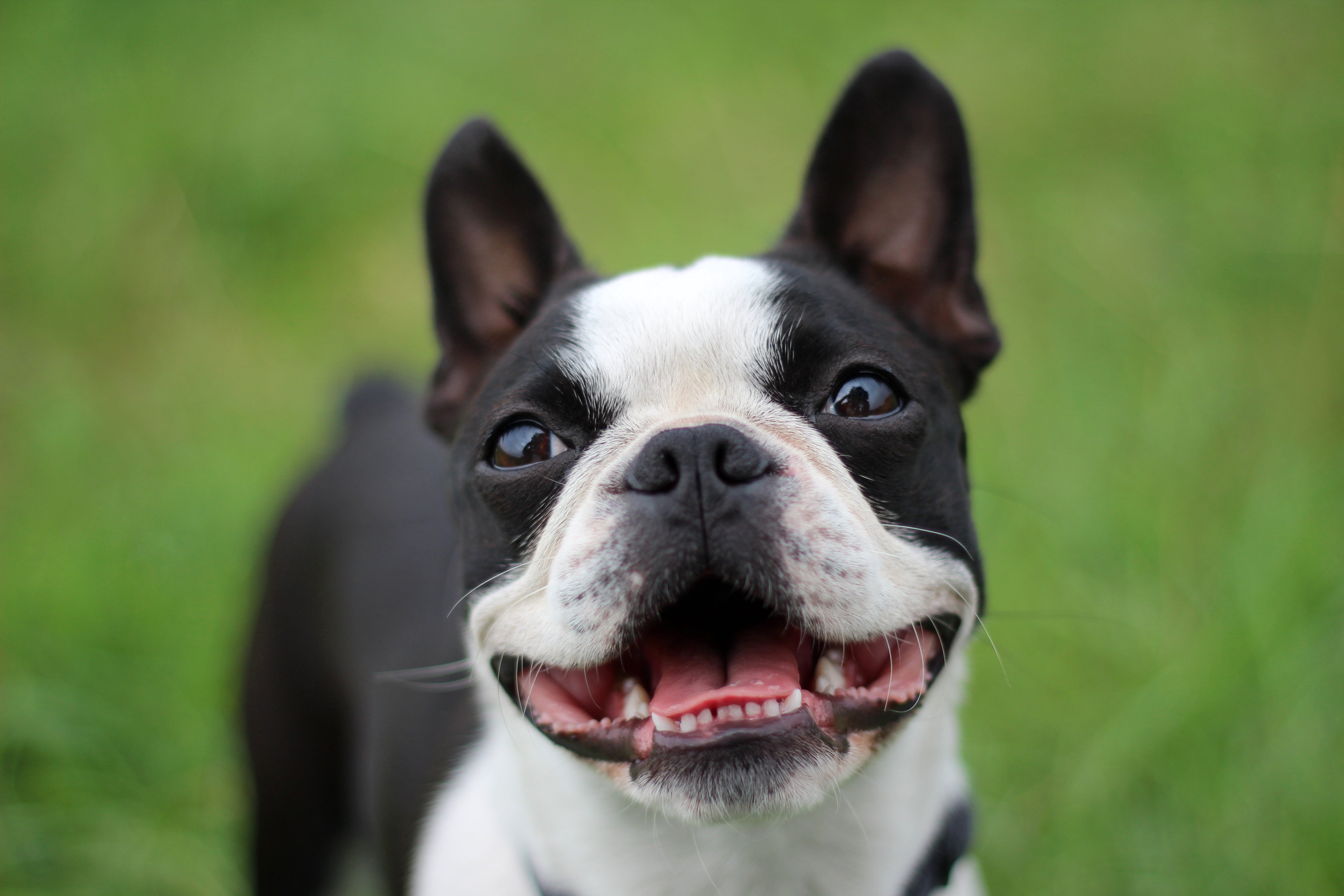 Are Boston Terriers Like French Bulldogs