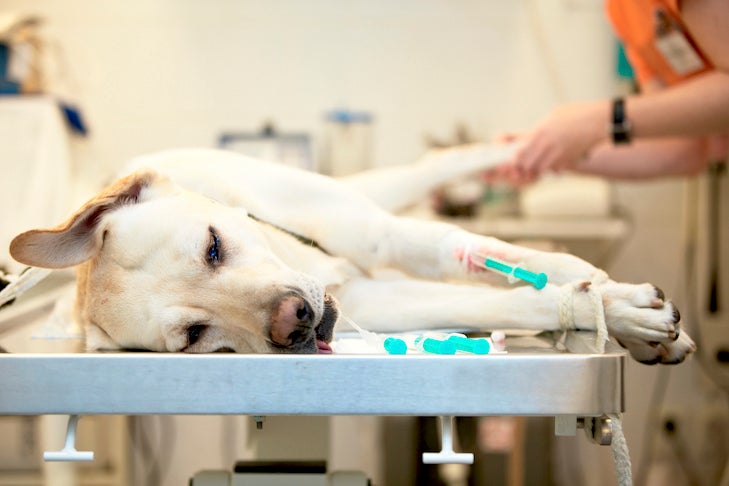 what are the risks of anesthesia in dogs