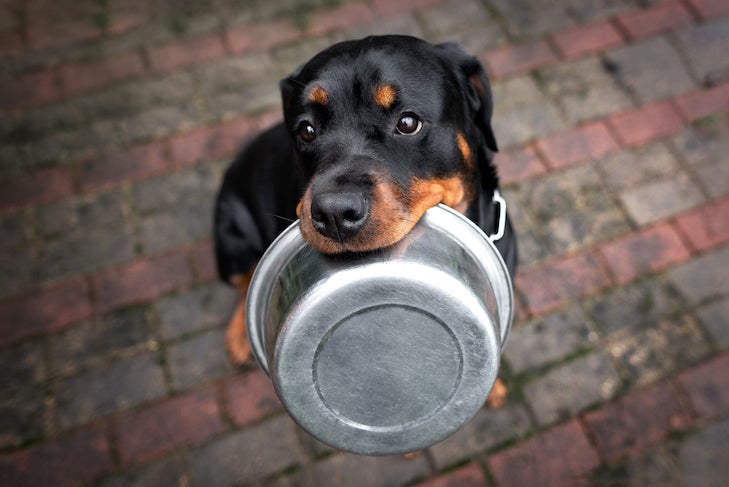 can dogs share food bowls