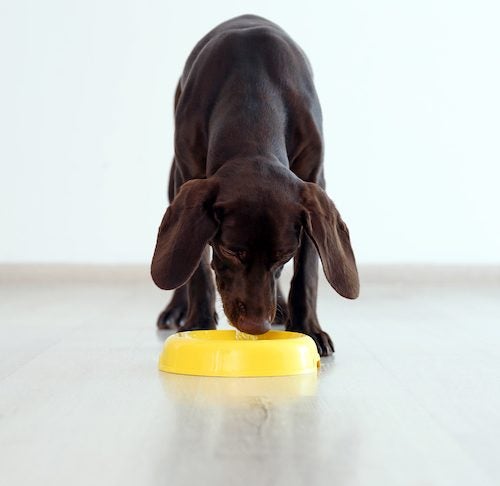 Can dogs shop eat frozen chicken