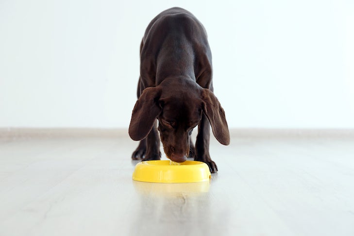 https://www.akc.org/wp-content/uploads/2017/04/German-Shorthaired-Pointer-puppy-eating-from-a-yellow-bowl-indoors.jpeg