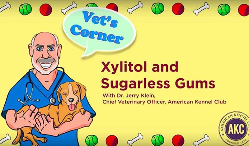 why is xylitol dangerous to dogs