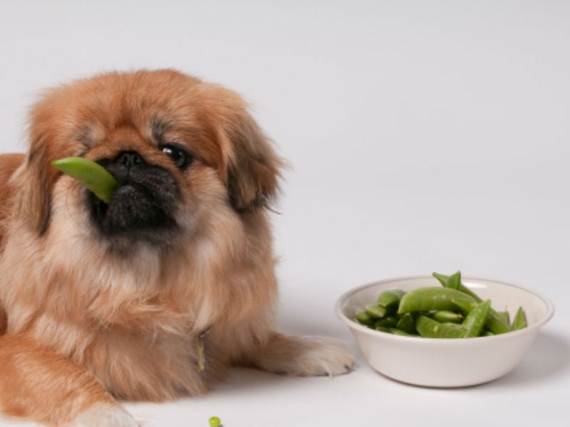 why are peas and lentils bad for dogs