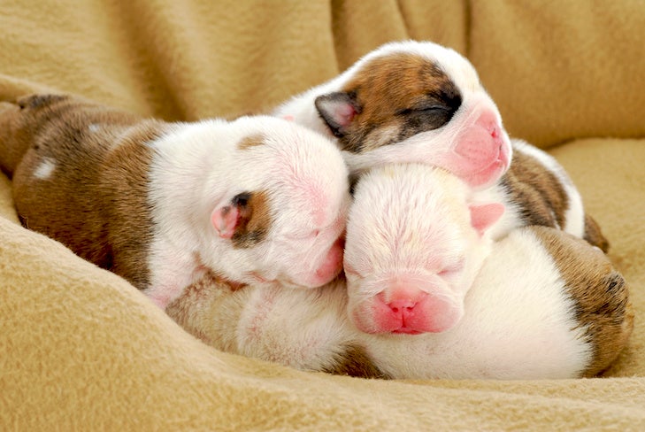 baby puppies